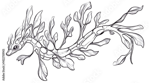 A line art illustration of a leafy sea dragon, done in a clean and simple style. The illustration highlights the intricate details of the leafy appendages.