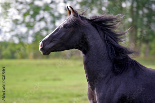Black Arabian  Horse Stallion galloping in meadow, head closeup, flying mane.