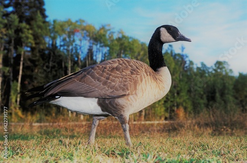 Canada Goose walking in meadow,  portrait profile