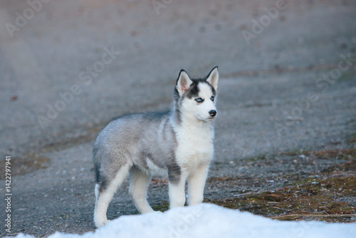 siberian husky puppy