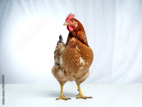Isolated brown chicken hen standing on white background poultry farm animal agriculture stock photo image