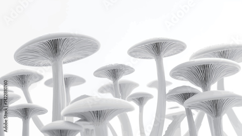 A high-key, monochrome close-up of a dense cluster of mushrooms. The image is dominated by whites and greys, with subtle tonal shifts creating a textured effect.