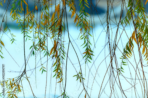 Landscape of rivers, plants, trees, buildings, and bridges in urban parks