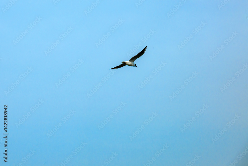 An independent seagull is flying in the sky An independent seagull is flying in the sky