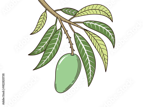 A green mango hanging from a branch with green leaves, the background is plain white, the style is cartoonish and simple in background