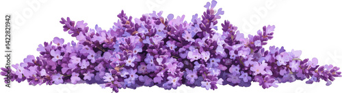 Lavender flower bush hand-drawn illustration clipart