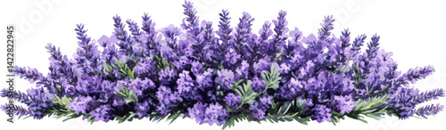 Lavender flower bush vector graphic cutout illustration