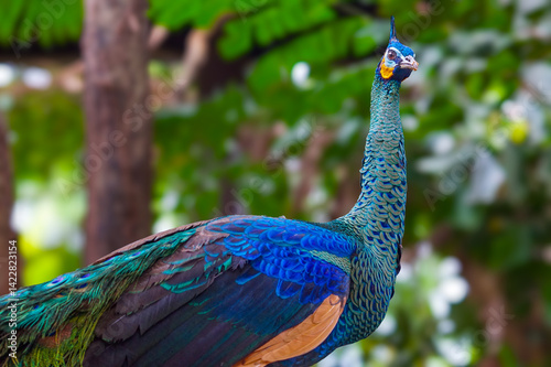 Male Green Peafowl in the forest (Pavo muticus) or Indonesian peafowl is a peafowl species native to the tropical forests of Southeast Asia and Indochina.