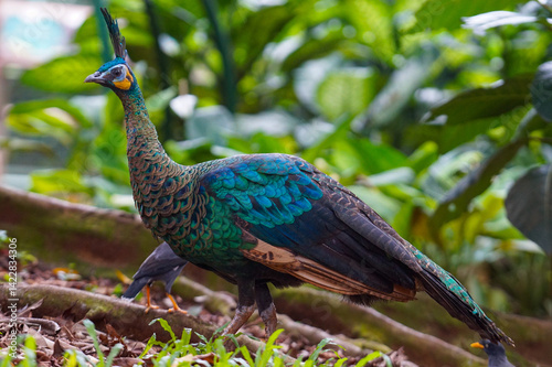 Female The green peafowl looking for food in the middle of the forest (Pavo muticus) or Indonesian peafowl is a peafowl species native to the tropical forests of Southeast Asia and Indochina.