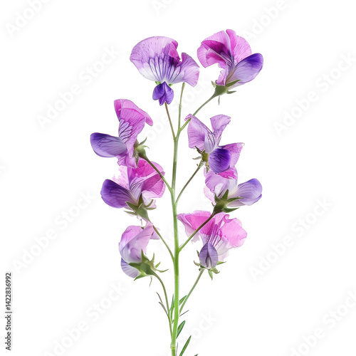 Sweet Pea flower front view full length isolate on transparency background