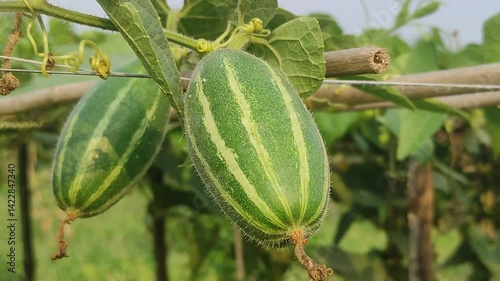 Beds have been made on the new parwal cultivation land and parwal trees are slowly rising to the top. pointed gourd plant, pointed gourd, pointed gourd tree in india,	