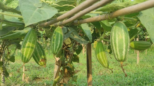 Beds have been made on the new parwal cultivation land and parwal trees are slowly rising to the top. pointed gourd plant, pointed gourd, pointed gourd tree in india,	