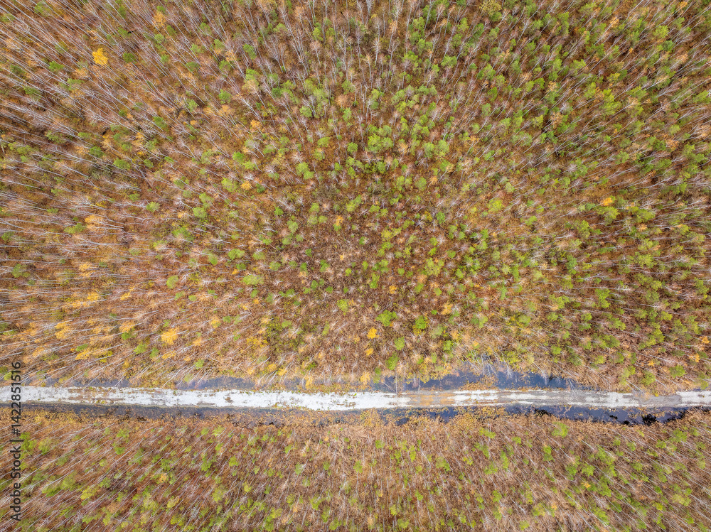 Aerial view of road in beautiful autumn forest at sunset. Beautiful landscape with empty rural road, trees with red and orange leaves.