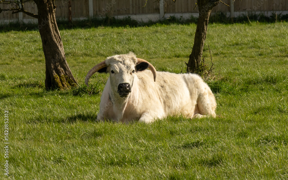 Obraz premium White park bull at rest on a sunny day. England. Rare breed.