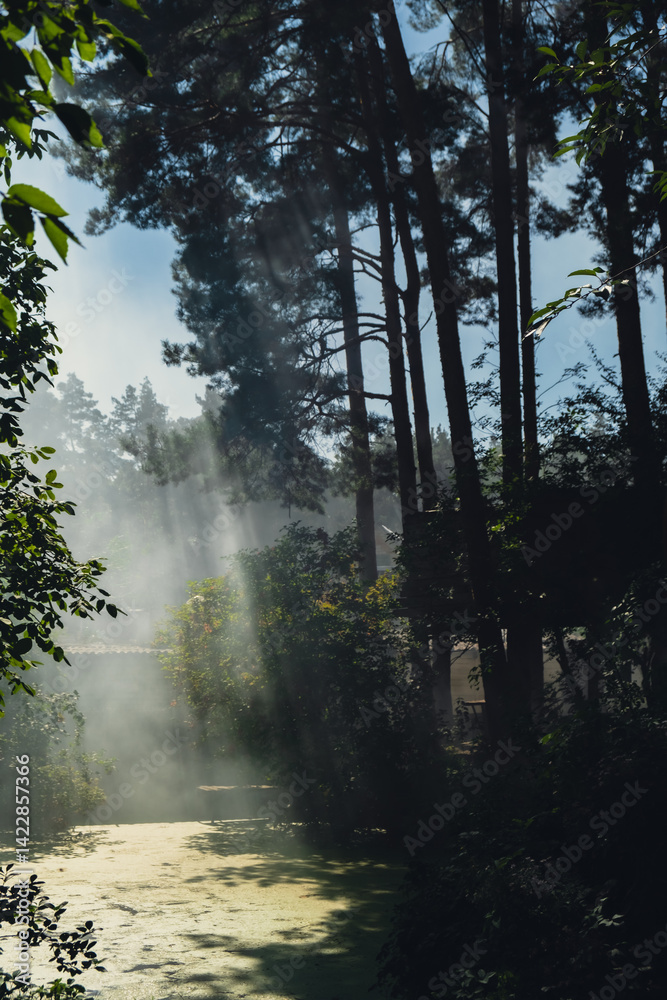 Obraz premium Panoramic of evergreen forest in morning fog smoke. Atmospheric deep shadow dreamlike summer landscape. Sun rays mysterious background. Nature fairytale