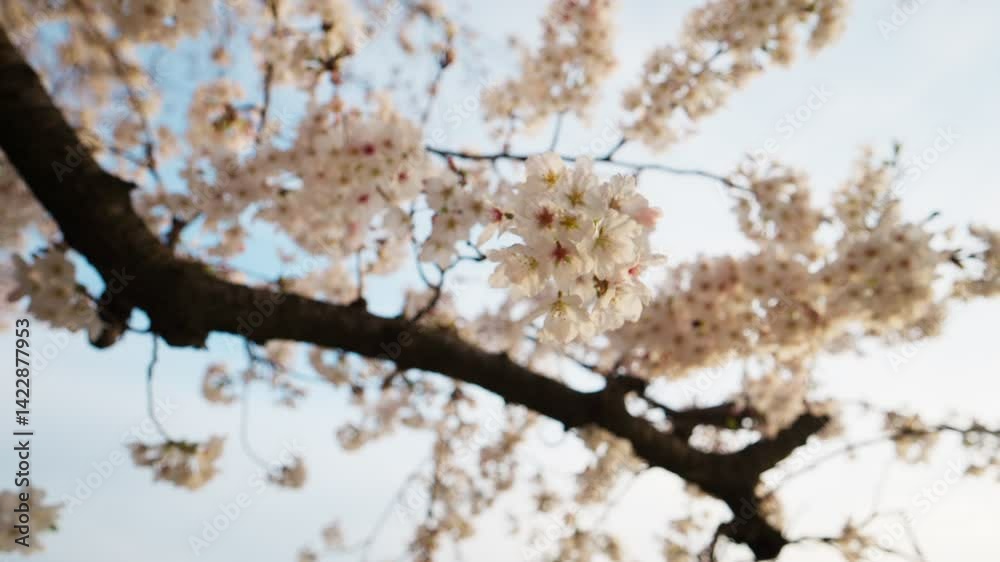 朝の柔らかい日差しの中に咲く桜の花 朝の柔らかい日差しの中に咲く桜の花