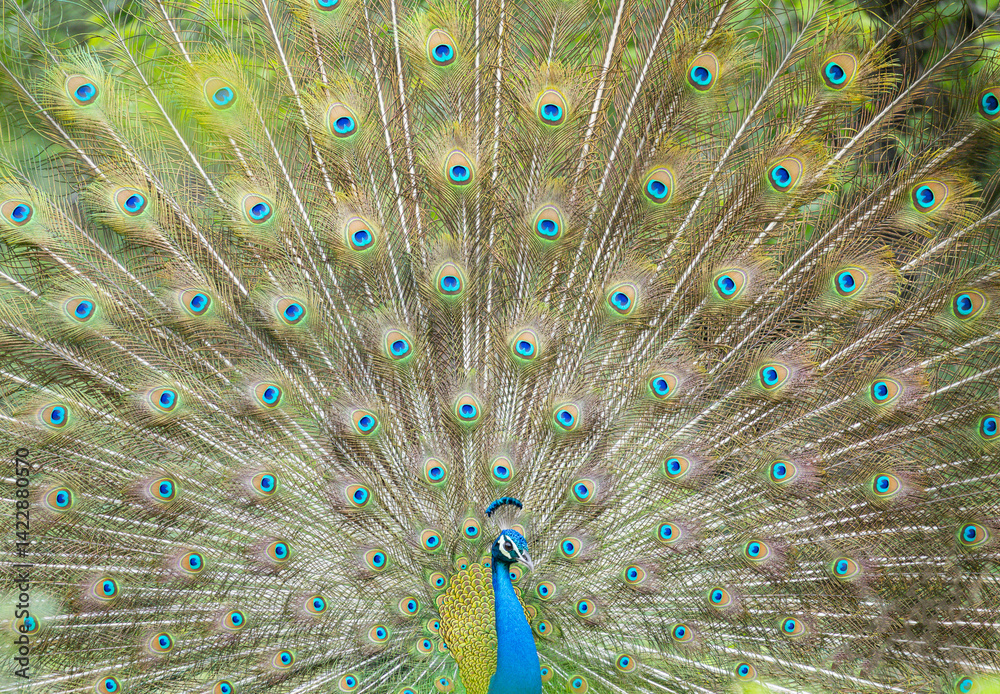 Obraz premium Indian Male Peacock