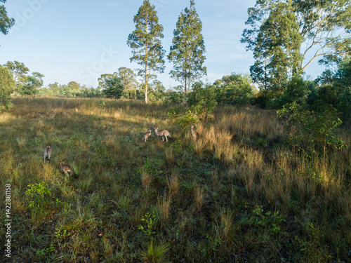 Aerial landscape view of kangaroos together in rural paddock with grass and trees