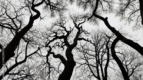 Leafless Oak tree branches silhouette. Black and white. Natural oak tree branches silhouette on a white background. Silhouettes of a dark gloomy forest with textured trees on a white background. 
