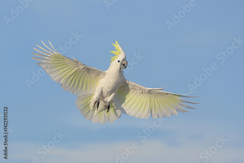Colorful Triton Cockatoo parrot flying in the sky. Free flying bird	 photo