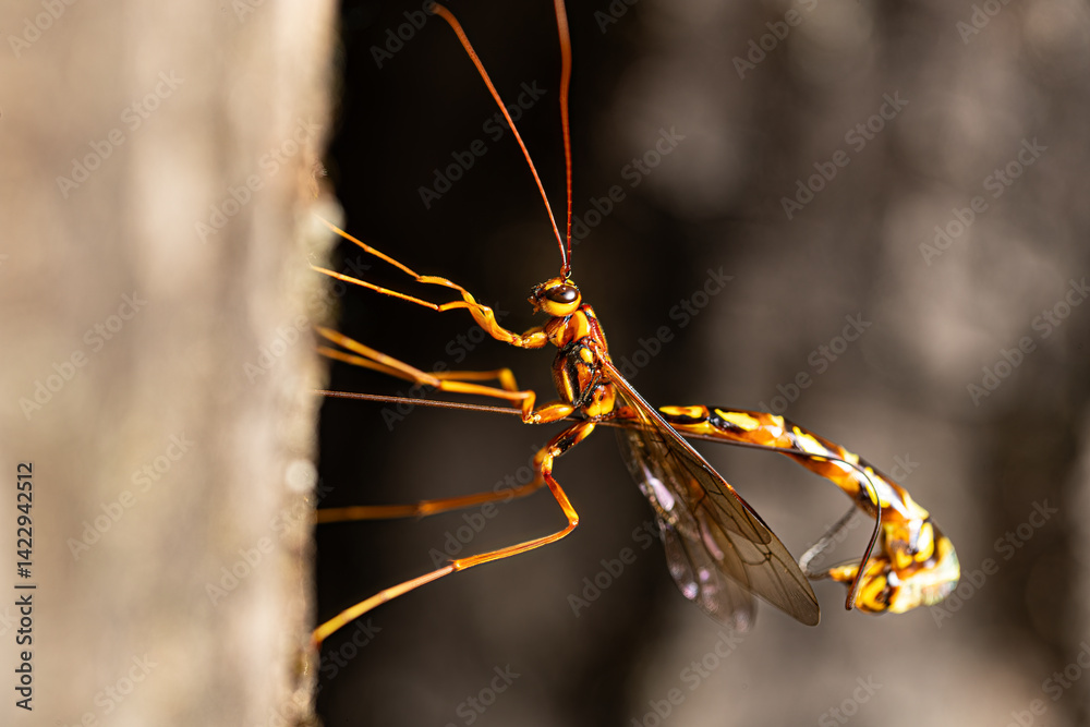 Macro photography captures the intricate form of an ichneumon wasp with long legs and a visible ovipositor on a tree trunk.