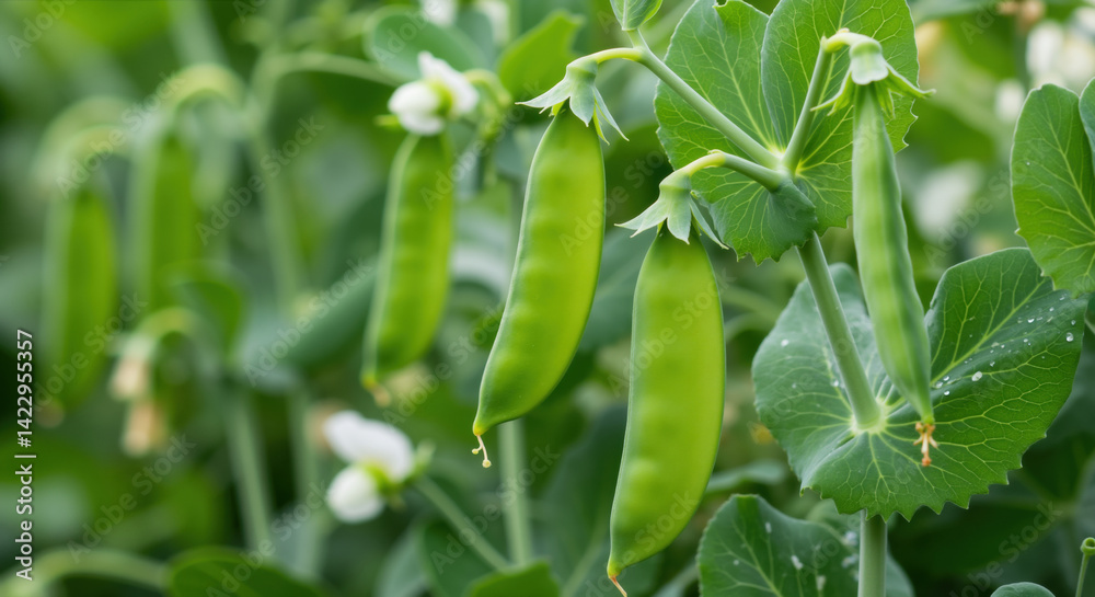Green pea pods growing on plant with leaves and blossoms. Fresh vegetables developing on vine for healthy food production and garden cultivation Green pea pods growing on plant with leaves and blossoms. Fresh vegetables developing on vine for healthy food production and garden cultivation