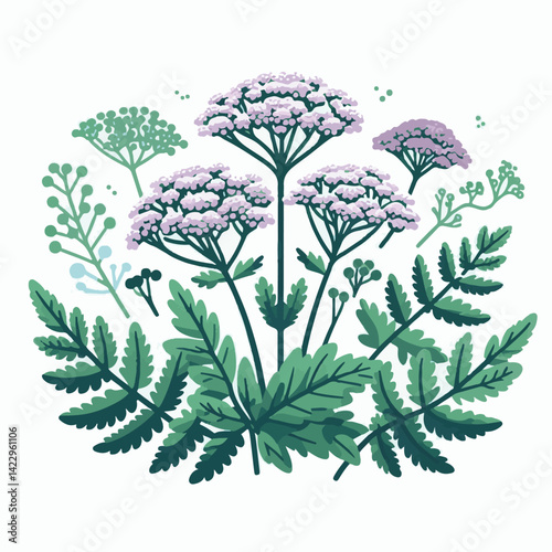 plant, yarrow, background, blossom, flower, nature, herb, medicine, garden, white, bloom, natural, leaf, green, floral, achillea millefolium, beautiful, achillea, herbal, petal, milfoil, blooming, flo