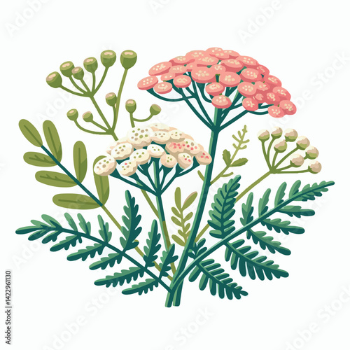 plant, yarrow, background, blossom, flower, nature, herb, medicine, garden, white, bloom, natural, leaf, green, floral, achillea millefolium, beautiful, achillea, herbal, petal, milfoil, blooming, flo
