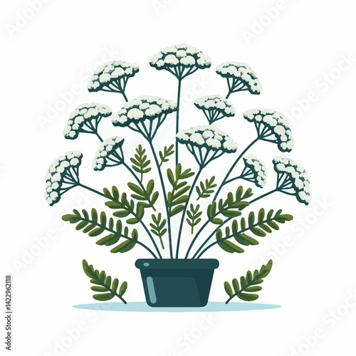 plant, yarrow, background, blossom, flower, nature, herb, medicine, garden, white, bloom, natural, leaf, green, floral, achillea millefolium, beautiful, achillea, herbal, petal, milfoil, blooming, flo