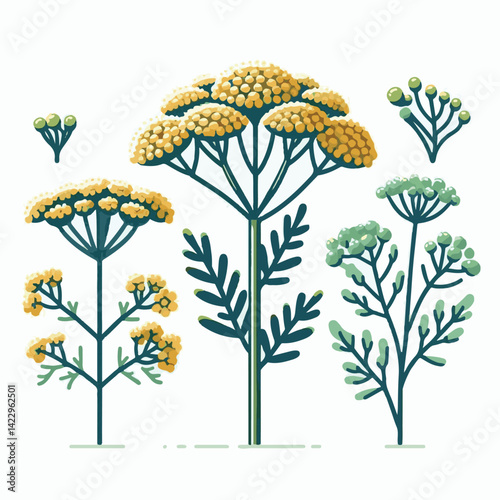 plant, yarrow, background, blossom, flower, nature, herb, medicine, garden, white, bloom, natural, leaf, green, floral, achillea millefolium, beautiful, achillea, herbal, petal, milfoil, blooming, flo
