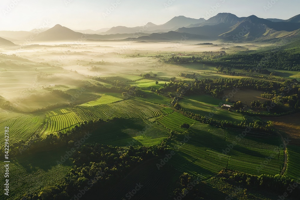Obraz premium Verdant terraced fields, distant mountains shrouded in mist, early morning light casting long shadows over the landscape