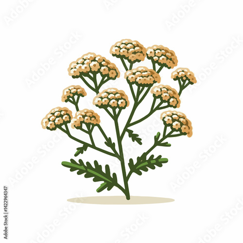 plant, yarrow, background, blossom, flower, nature, herb, medicine, garden, white, bloom, natural, leaf, green, floral, achillea millefolium, beautiful, achillea, herbal, petal, milfoil, blooming, flo