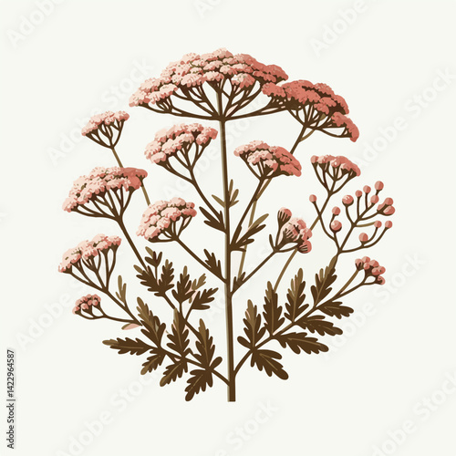 plant, yarrow, background, blossom, flower, nature, herb, medicine, garden, white, bloom, natural, leaf, green, floral, achillea millefolium, beautiful, achillea, herbal, petal, milfoil, blooming, flo