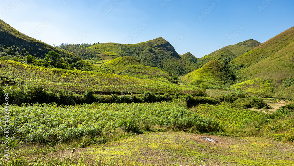 Obraz premium Set amidst majestic, undulating hills, Ba Quang Hill is of unique, wild and poetic beauty. Located about 70km east of Cao Bang city center, Ba Quang grass hill (also known as Vinh Quy grass hill) .