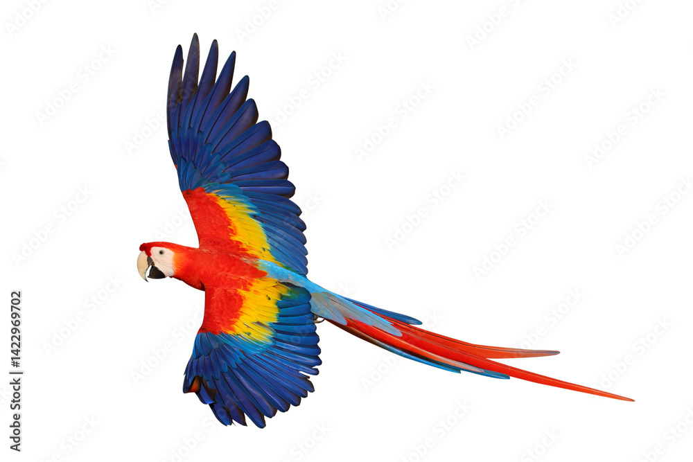 Fototapeta premium Colorful flying Scarlet Macaw parrot isolated on transparent background png file