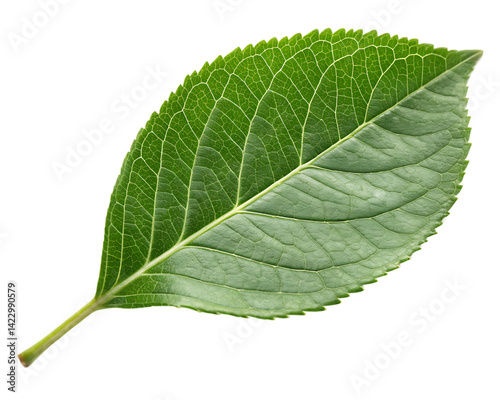 green leaf isolated on white background PNG