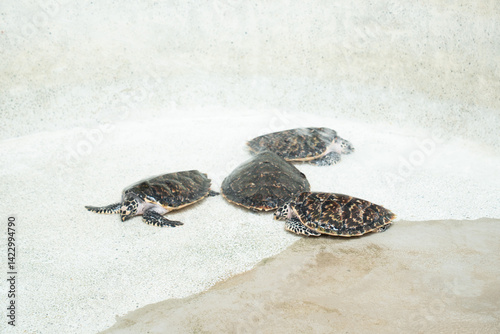 Sea turtles swim together in a rehabilitation center pool during a sunny afternoon by the coast photo