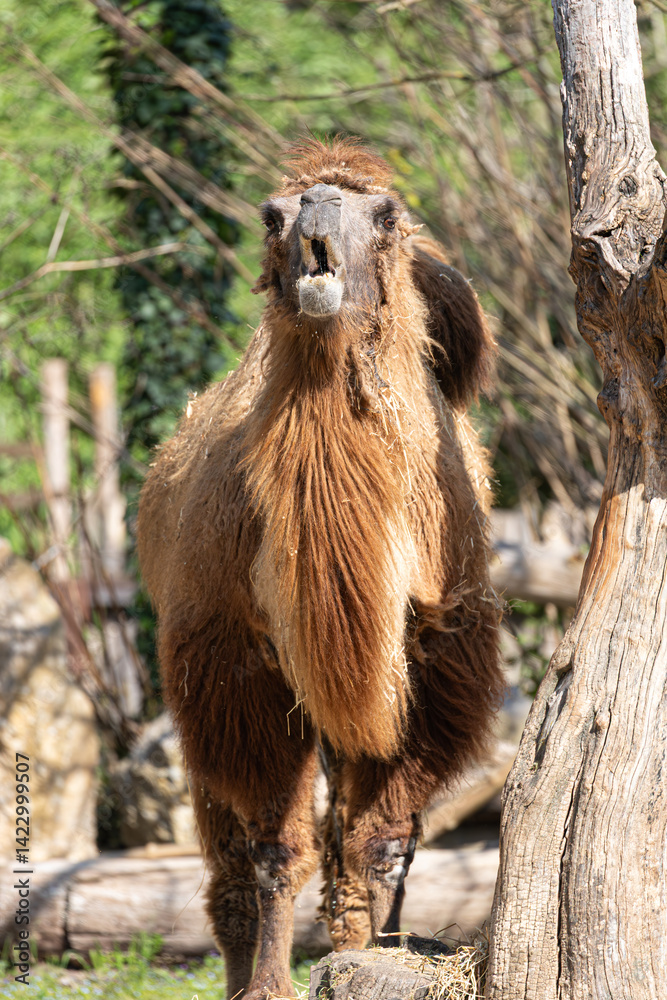 A Bactrian camel caught in action, chewing hay with a backdrop of greenery, its thick fur full of texture and natural details