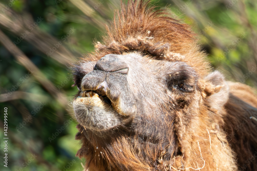 A close-up wildlife shot of a Bactrian camel chewing hay, emphasizing the rich details of its fur and face in a natural environment