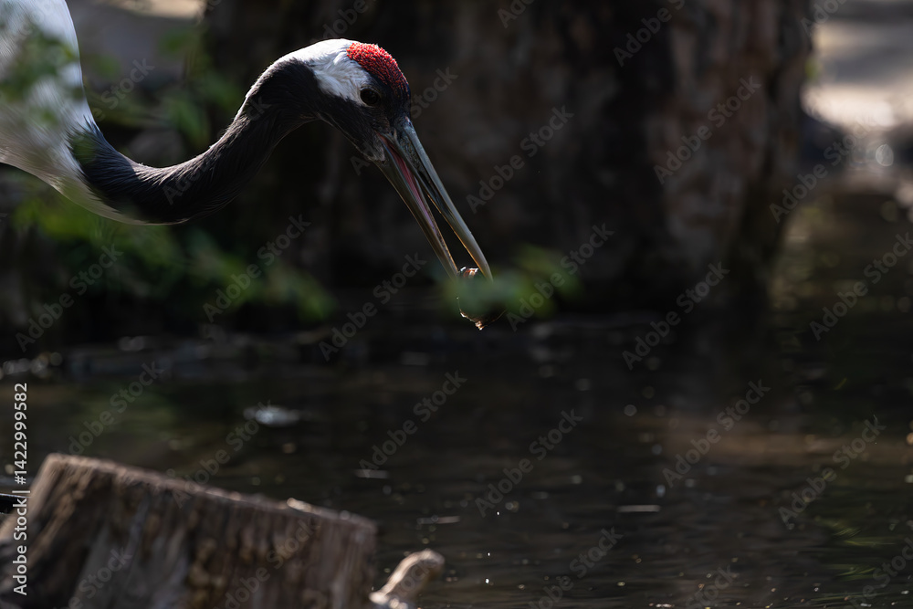 Striking Red-crowned crane (Grus japonensis) with its red crown drinks from water. Focus on head and beak detail.