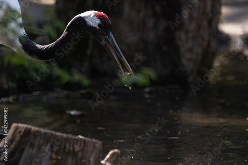Obraz na płótnie Striking Red-crowned crane (Grus japonensis) with its red crown drinks from water. Focus on head and beak detail. w salonie