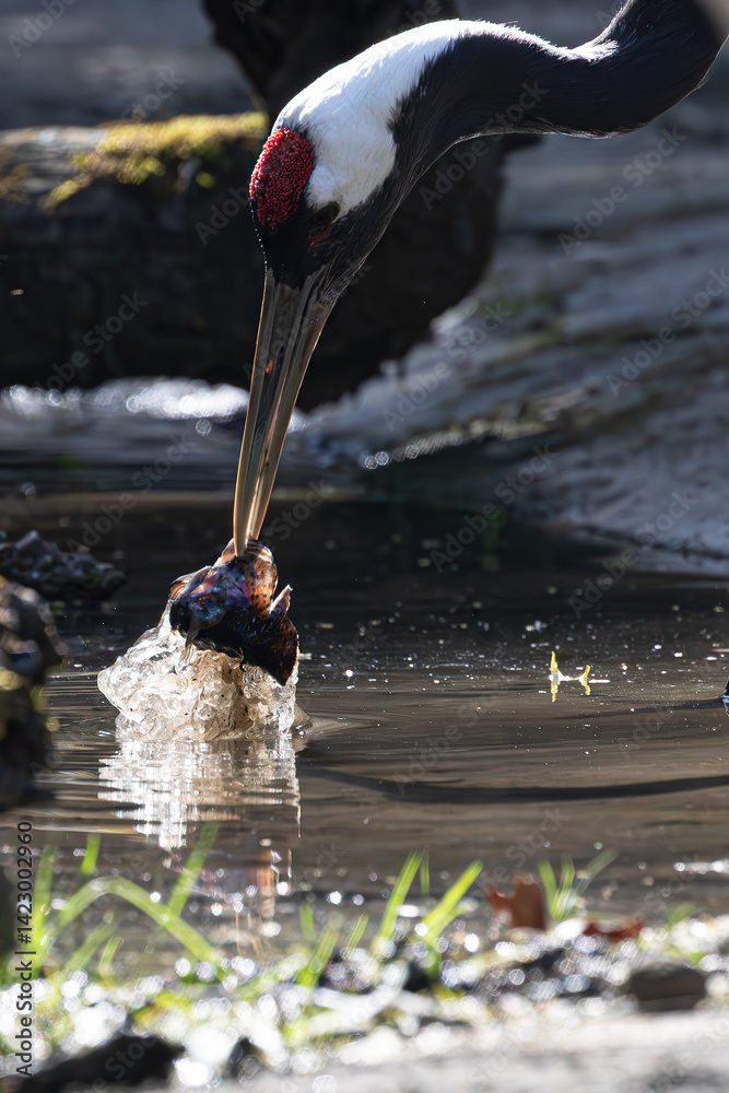 Red-crowned crane exploring water with its beak. Natural wildlife scene captured.