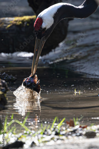 Obraz na płótnie Red-crowned crane exploring water with its beak. Natural wildlife scene captured. w salonie