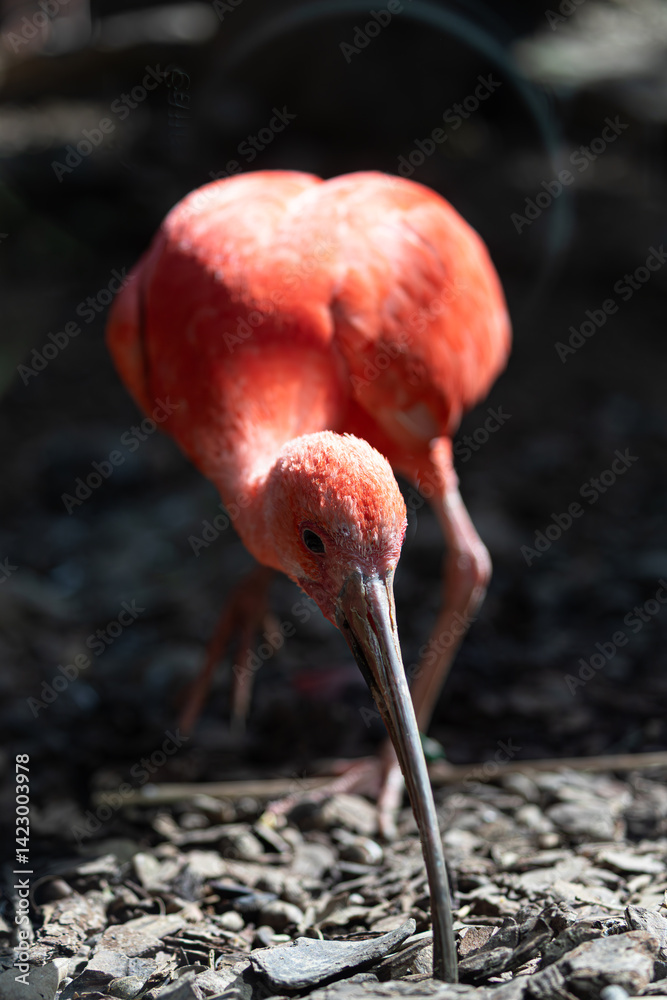 A dynamic wildlife portrait of a scarlet ibis using its slender, black beak to search for food in earthy terrain