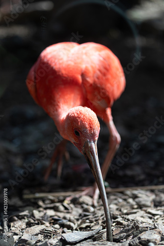A dynamic wildlife portrait of a scarlet ibis using its slender, black beak to search for food in earthy terrain