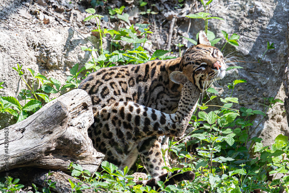 Leopardus pardalis scratching. Capturing flexible movement of a wild cat.