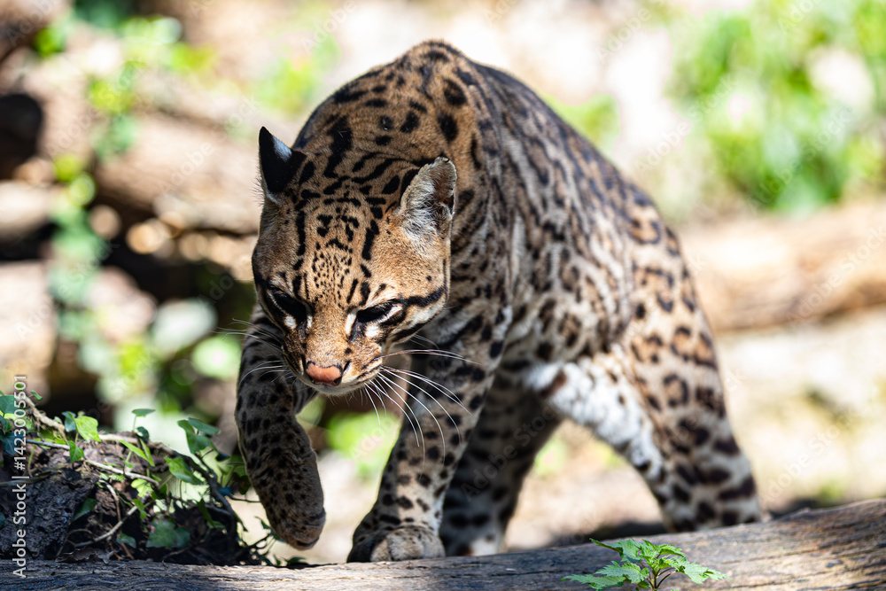 Leopardus pardalis walking. Capturing movement and alert posture. Wildlife action.