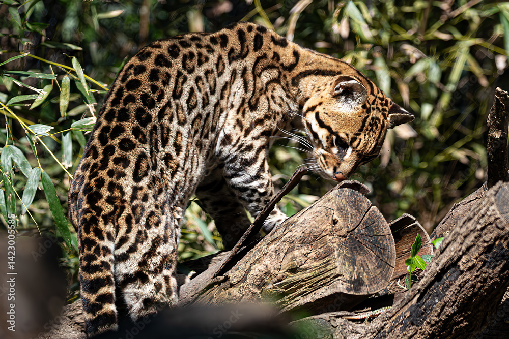 Wildlife: Ocelot exploring a log. Full body shot showing pattern and natural behavior.