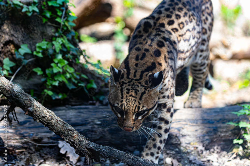 Dynamic shot: Leopardus pardalis approaching. Shows movement and focused expression.