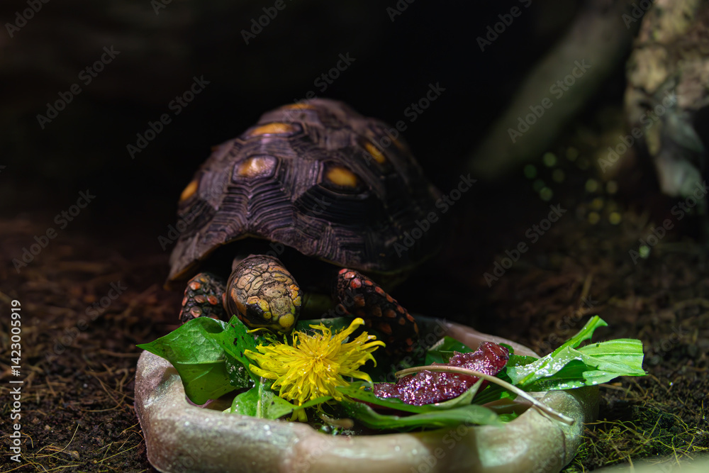 A tortoise feeds from a dish. Close-up on reptile head and food. Zoo/Pet animal eating.